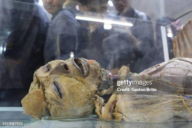 44 Midnight Mummy Stock Photos, High-Res Pictures, and Images ...