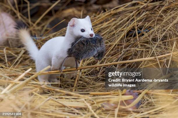 75 Long Tailed Weasel Stock Photos, High-Res Pictures, and Images ...