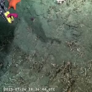 Broadcasting live from the BOTTOM of the Argentine sea. I saw it ...