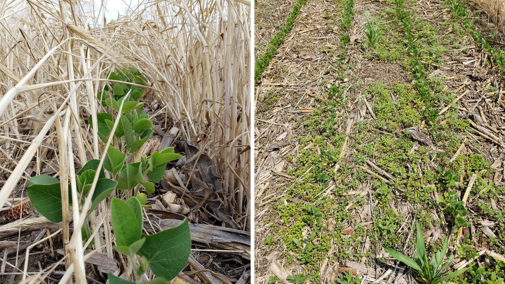 Managing Pigweeds with Cover Crops: What We've Learned from 30 ...