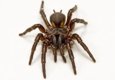 Venom | The Scientist