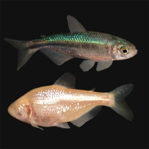 052918-cavefish_0