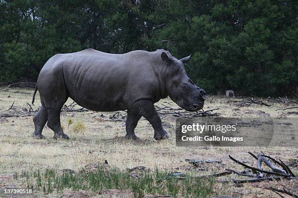 15 Photos & High Res Pictures - Getty Images