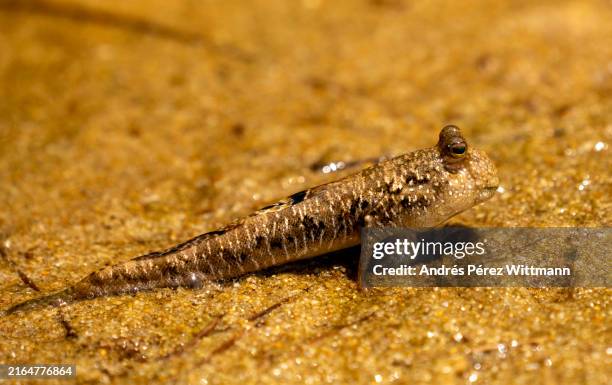 18 Walking Mudskipper Stock Photos, High-Res Pictures, and Images ...