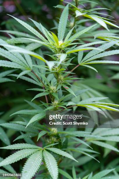3,280 Indica Plant Stock Photos, High-Res Pictures, and Images ...