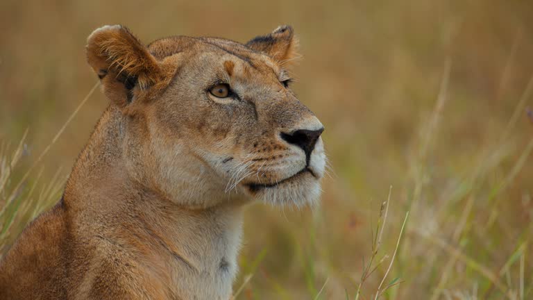 36,525 Lion Film Stock Videos, Footage, & 4K Video Clips - Getty ...