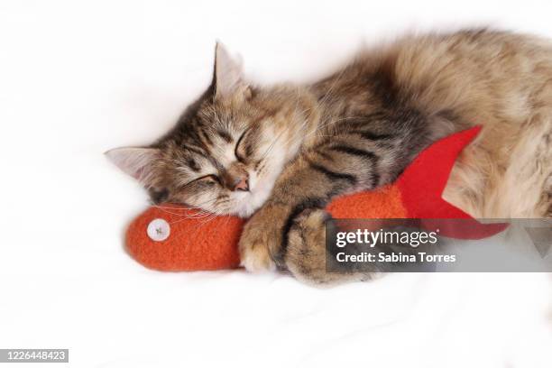 543 Cuddle Fish Stock Photos, High-Res Pictures, and Images ...