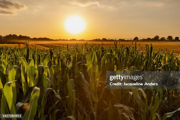 5,637 Corn Sun Stock Photos, High-Res Pictures, and Images - Getty ...