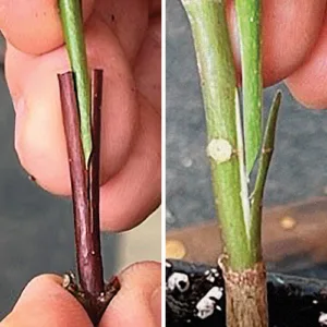 Technology news image