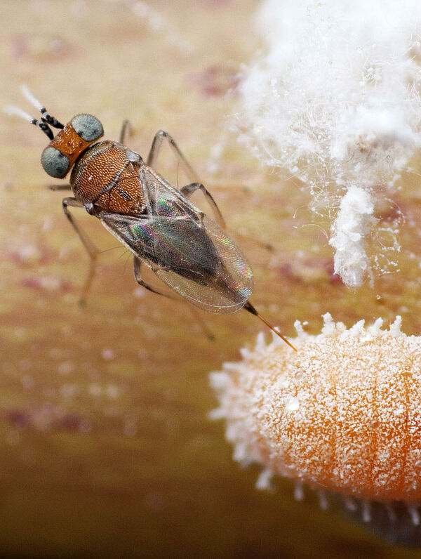 An Overview: Biological Pest Control