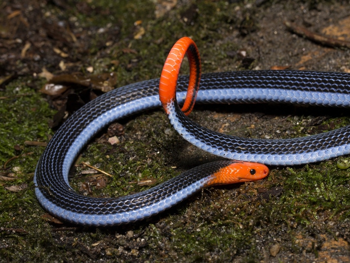 Beautiful and Deadly Snake Could Hold Key to Better Human Pain ...