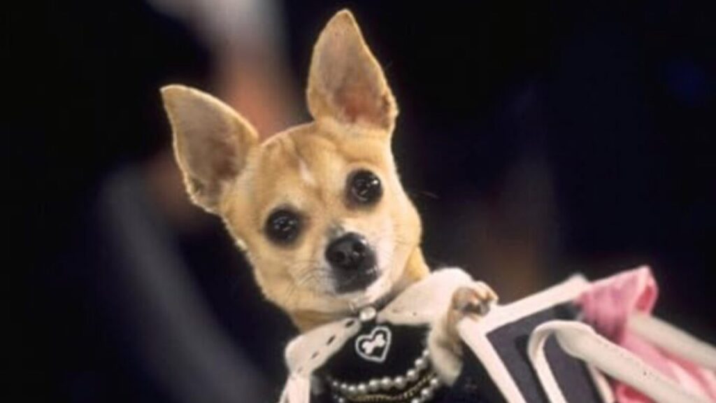 doggy1-1152x648-1755445566