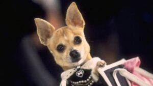 doggy1-1152x648-1755445566