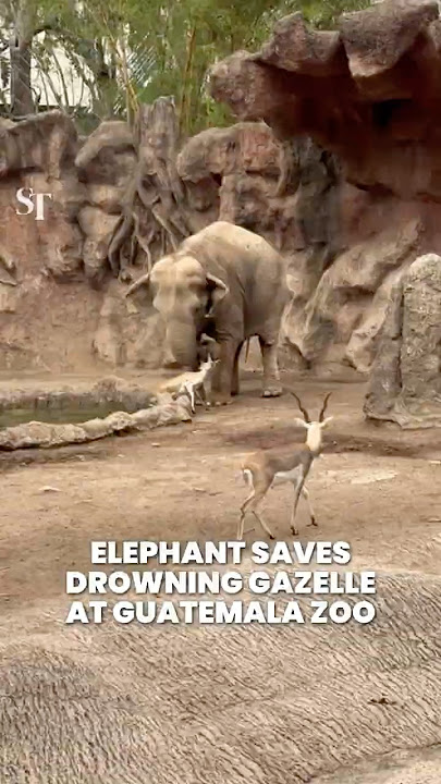 Elephant saves drowning gazelle at Guatemala zoo - YouTube