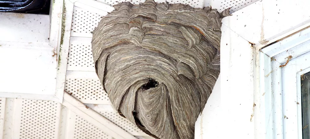 How to Remove a Hornets Nest | Terminix Triad