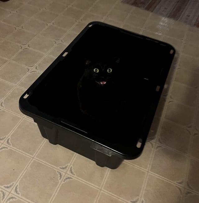 I couldn't find him till he yelled : r/cats