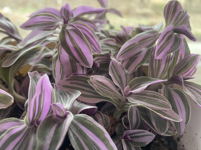 I'm amazed that houseplants can be this shade of purple! Is there ...