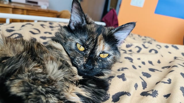 I'm at my wits end with this. My cat won't wear a collar. What ...