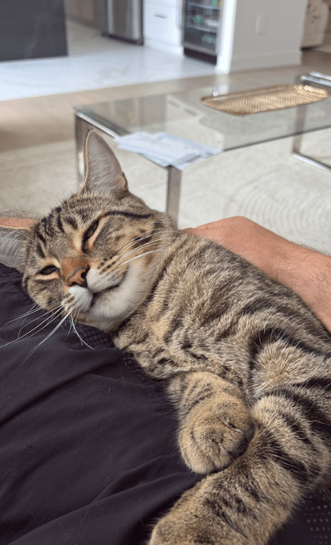 Last thing you ate is what I'm calling him : r/TabbyCats