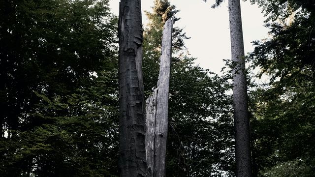 Lightening Linked to More Tree Deaths Than First Thought ...