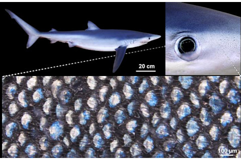 Microscopic Crystals Are Behind Blue Sharks' Ability to Change ...