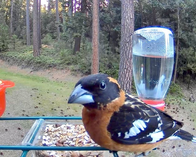 My camera bird feeder got knocked over last night. Surveillance ...