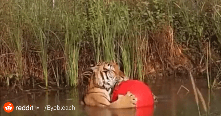 My yoga instructor : r/Catswithjobs