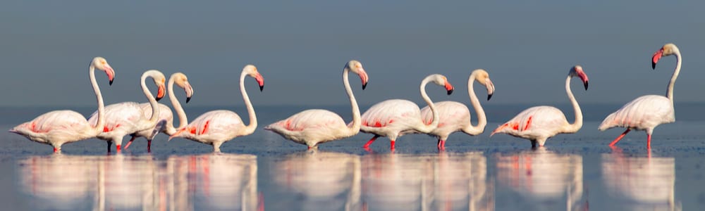 Names for Groups of Animals | Arapahoe Libraries