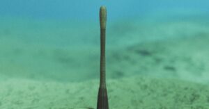 penisworm