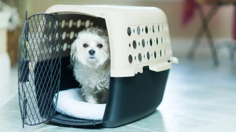 Saving the Whole Family: Disaster Preparedness for Pet Owners ...