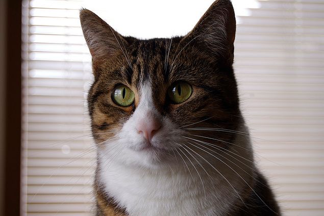 Spiders and cats, living together | WIRED