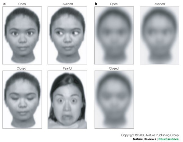 Subcortical face processing | Nature Reviews Neuroscience