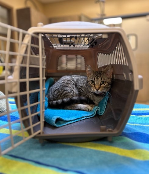 Teach Your Cat to Love the Carrier | Wisconsin Humane Society