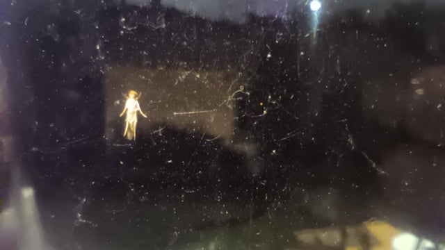 This bug on the outside of my window looks like a fairy. : r ...