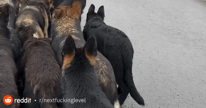 Told the shepherds to hang back for a cyclist… somehow even the ...