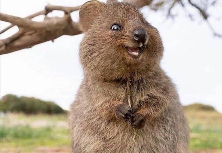 Wildlife photographer Sha Lu captures a once-in-a-lifetime shot—a ...