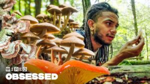 wired_obsessed-mushrooms