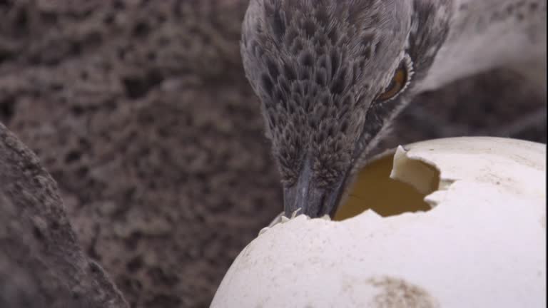 517 Mockingbird Stock Videos, Footage, & 4K Video Clips - Getty ...