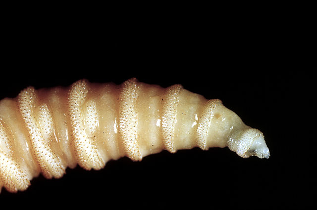 CSIRO_ScienceImage_115_The_Tip_of_a_Screw_Worm_Fly_Larvae