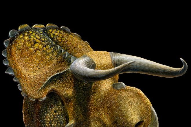 Nasutoceratops-titusi-on-black-by-Lukas-Panzarin