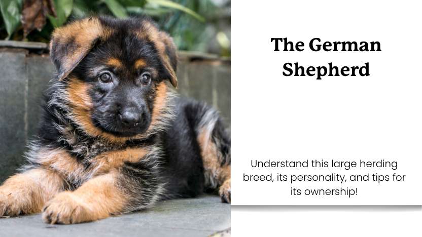 Understanding The German Shepherd – Lolahemp