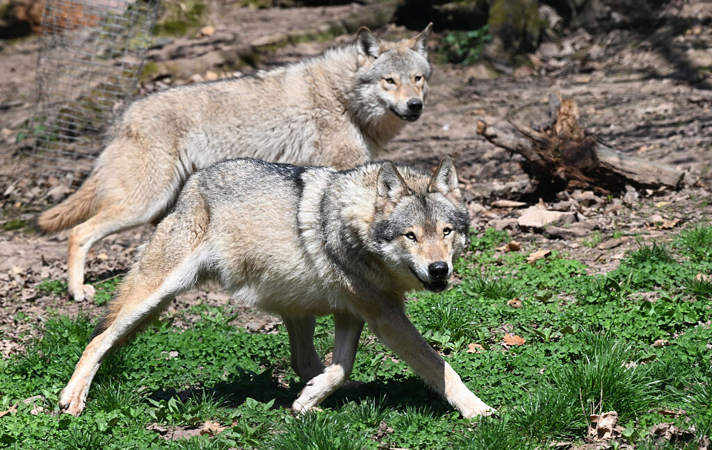 Wolf