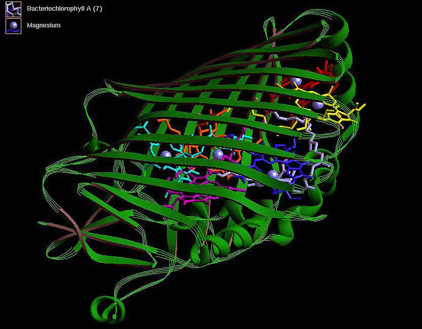 Protein Molecule: Bacteriochlorophyll a