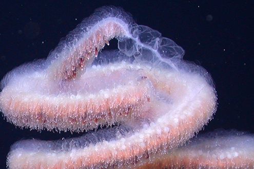 Absurd Creature of the Week: The 100-Foot Sea Critter That Deploys ...