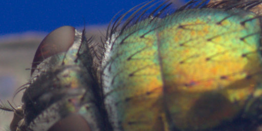 macro_collage
