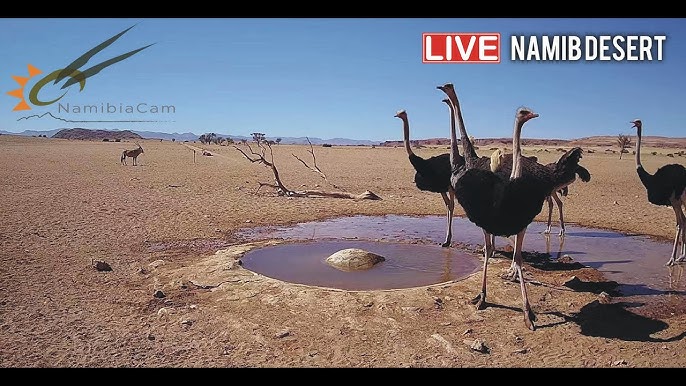 Namibia: Live stream in the Namib Desert - YouTube