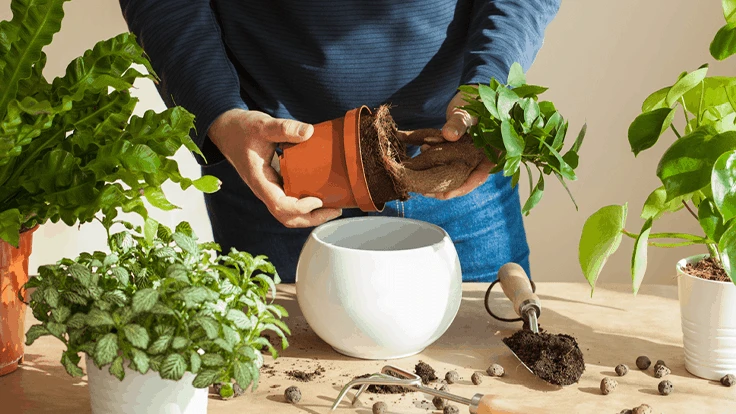 Scotts Miracle-Gro shares uptick of gardening statistics related ...