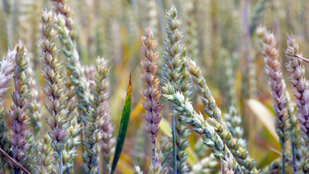 Fusarium ear blight, Fusarium head blight, FHB, or scab, is a fungal disease of cereals: wheat, barley, oats, rye and triticale. FEB is caused by a range of Fusarium fungi, which reducing grain yield.