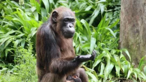 The evolution of rationality: How chimps process conflicting evidence