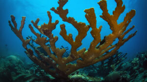 Elkhorn Coral.